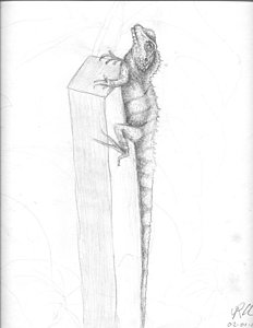 232x300 Water Dragon Drawings - Water Dragon Sketch