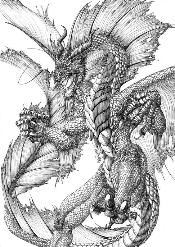 564x795 Water Dragon Science Fiction Amp Fantasy Water - Water Dragon Sketch