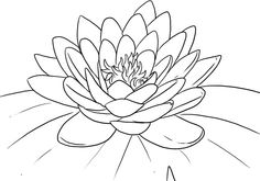 236x165 How To Draw Lotus Flower Step 10 Paintings To Inspire - Water Lily Flower Sketch