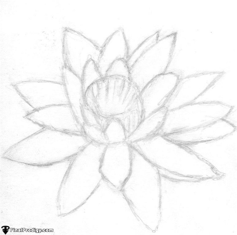 773x768 How To Draw A Water Lily - Water Lily Flower Sketch