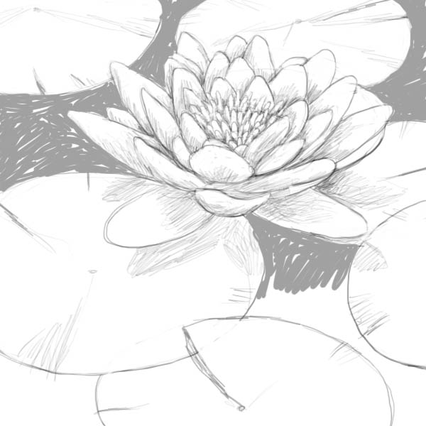 600x600 How To Draw A Lily Pad - Water Lily Flower Sketch