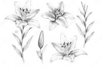343x228 Lily Flower Drawing Tutorial - Water Lily Flower Sketch