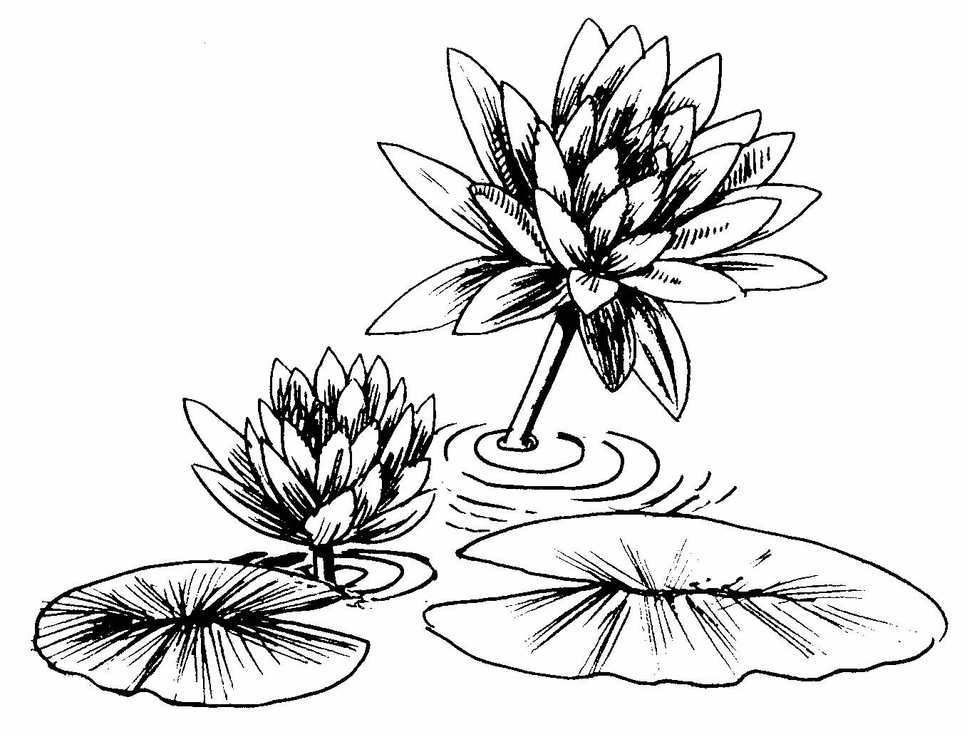 1357x1034 Lily Clipart Pencil Sketch ~ Frames ~ Illustrations ~ Hd Images - Water Lily Flower Sketch