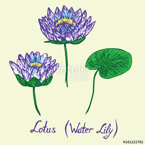 500x500 Lotus (Water Lily) Flowers And Leaves Set, With Inscription, Hand - Water Lily Flower Sketch
