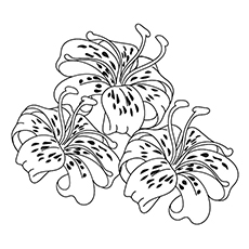 230x230 Collection Of Water Lily Flower Coloring Pages High Quality - Water Lily Flower Sketch
