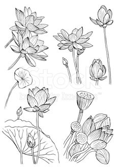 236x330 Lotus Flower Sketch Inspirations Flower Sketches - Water Lily Flower Sketch