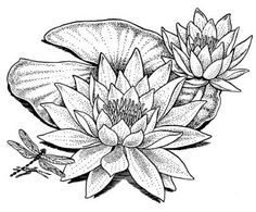 236x195 Water Lily Drawing Wonderous Water Lily Lillies - Water Lily Flower Sketch