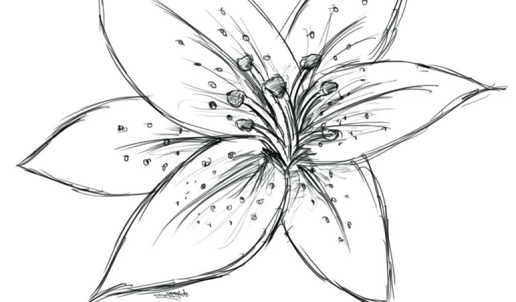 1024x600 Water Lily Flower Drawing Sketch - Water Lily Flower Sketch