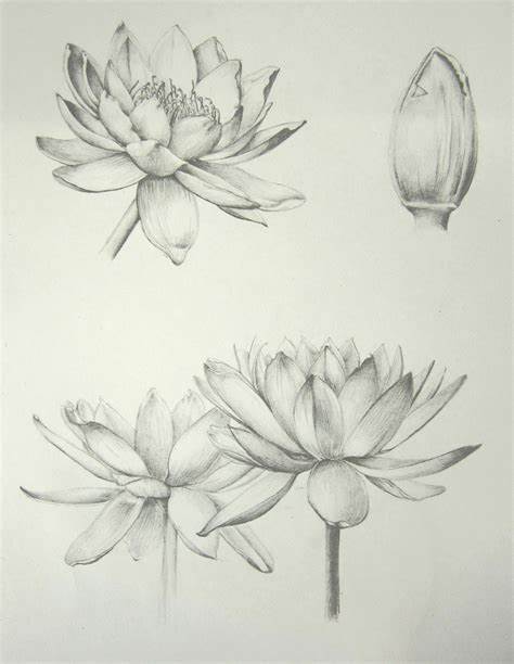 474x612 Water Lily Flower Drawing. How To Draw A Water Lily Step - Water Lily Flower Sketch