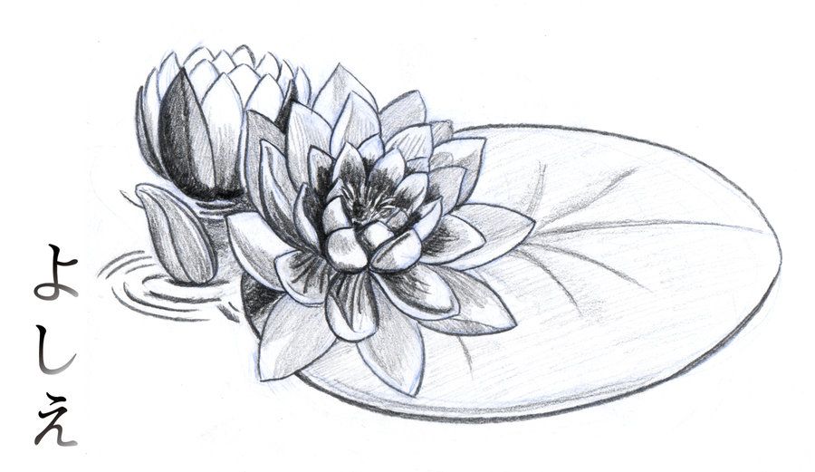 900x521 Water Lily Pencil Drawings Water Lily Drawings Water Lily - Water Lily Flower Sketch