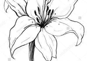 300x210 Black And White Lily Drawing How To Draw Water Lily Easily - Water Lily Flower Sketch