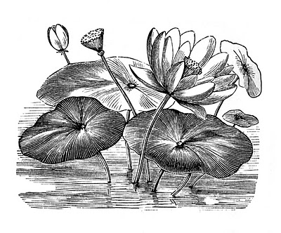 400x332 Water Lily Clipart Black And White - Water Lily Flower Sketch