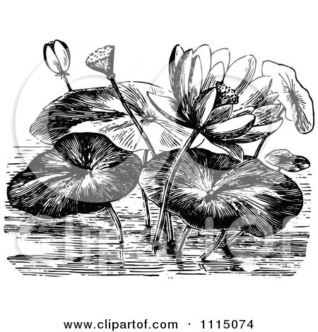 450x470 Water Lily Clipart Flower Drawing - Water Lily Flower Sketch