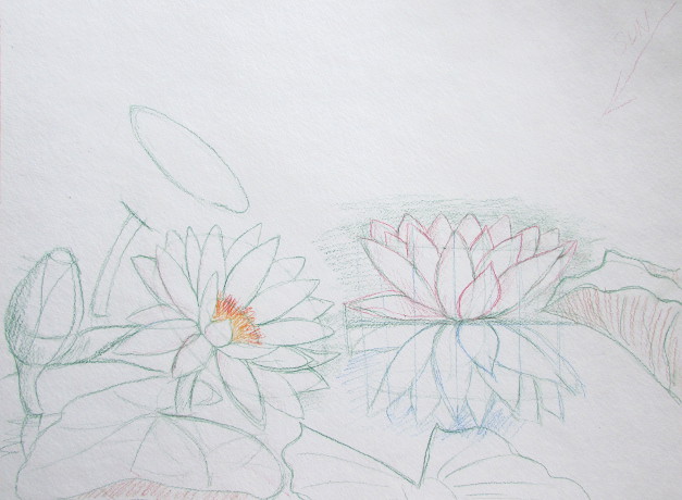 627x460 Watercolor Water Lilies Painting - Water Lily Flower Sketch