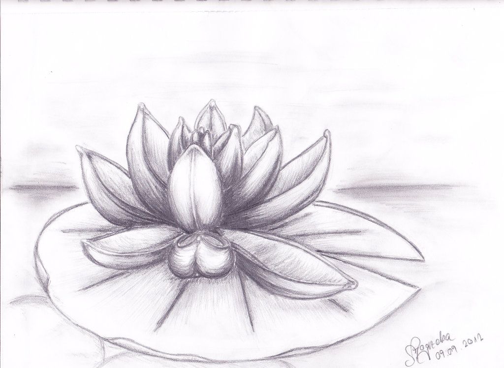 1024x748 Water Lily Drawings, Lilies Drawing And Art - Water Lily Flower Sketch