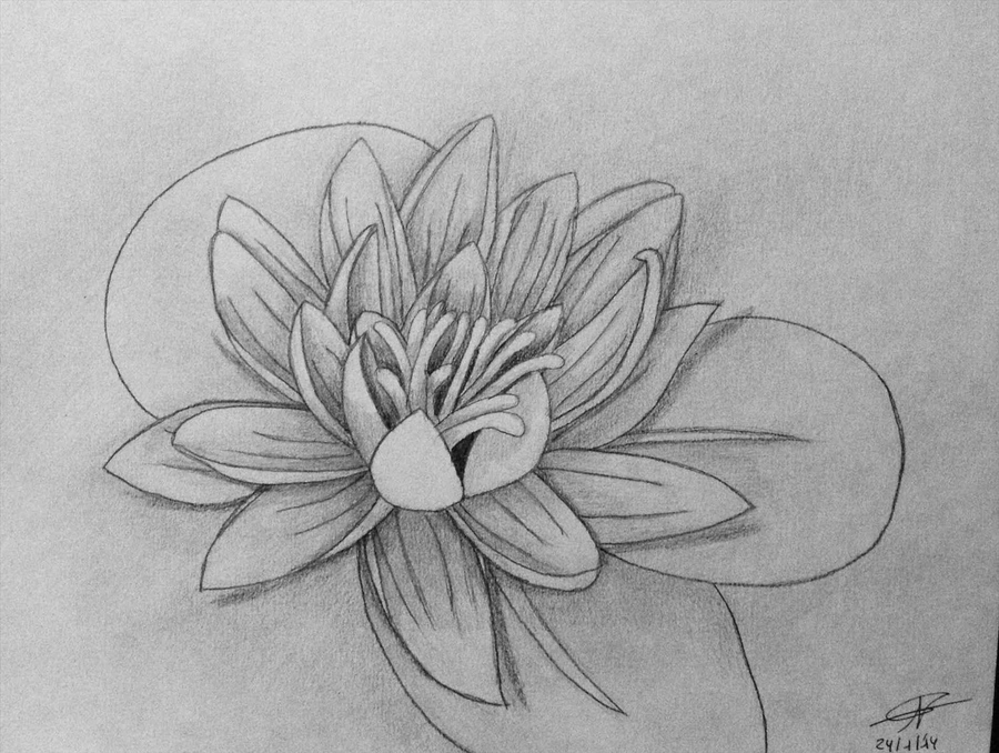 Water Lily Flower Sketch at PaintingValley.com | Explore collection of ...