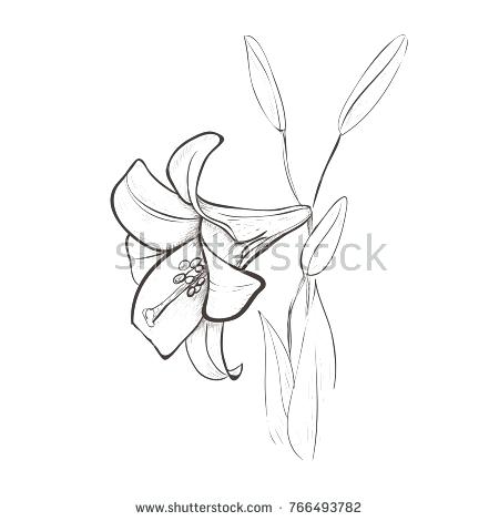 450x470 Drawing Lily Flower Drawings Of Lilies Flower Stargazer And - Water Lily Flower Sketch
