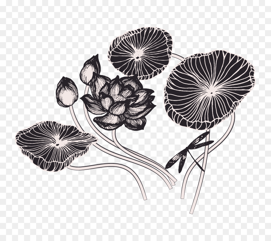 900x800 Drawing Nelumbo Nucifera Lotus Effect Sketch - Water Lily Flower Sketch