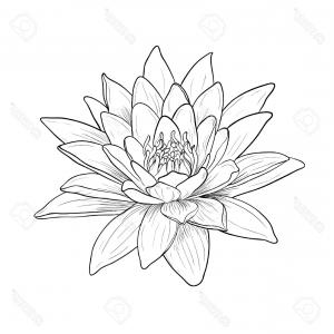 300x300 Hand Drawn Illustration Of Lily Flower Sketch Of Plant Isolated Gm - Water Lily Flower Sketch