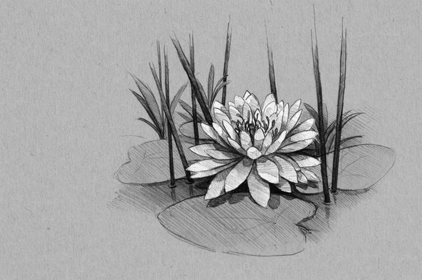 Water Lily Sketch