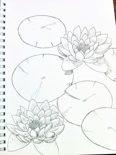 236x315 How To Draw A Water Lily And Pad Step By Step Drawing Tutorials - Water Lily Sketch