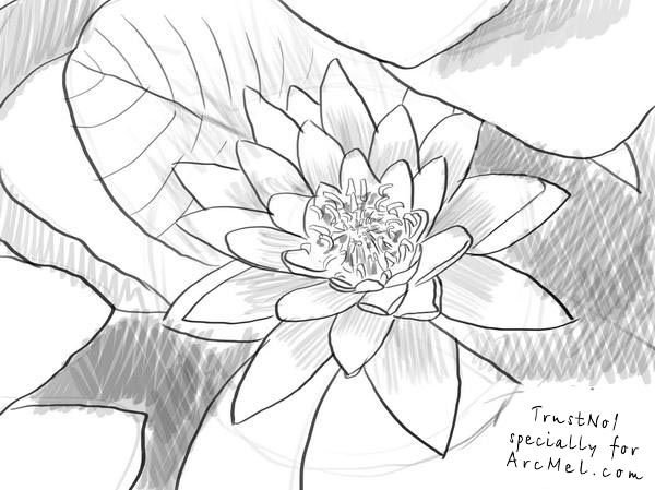 600x449 How To Draw A Water Lily Step By Step - Water Lily Sketch