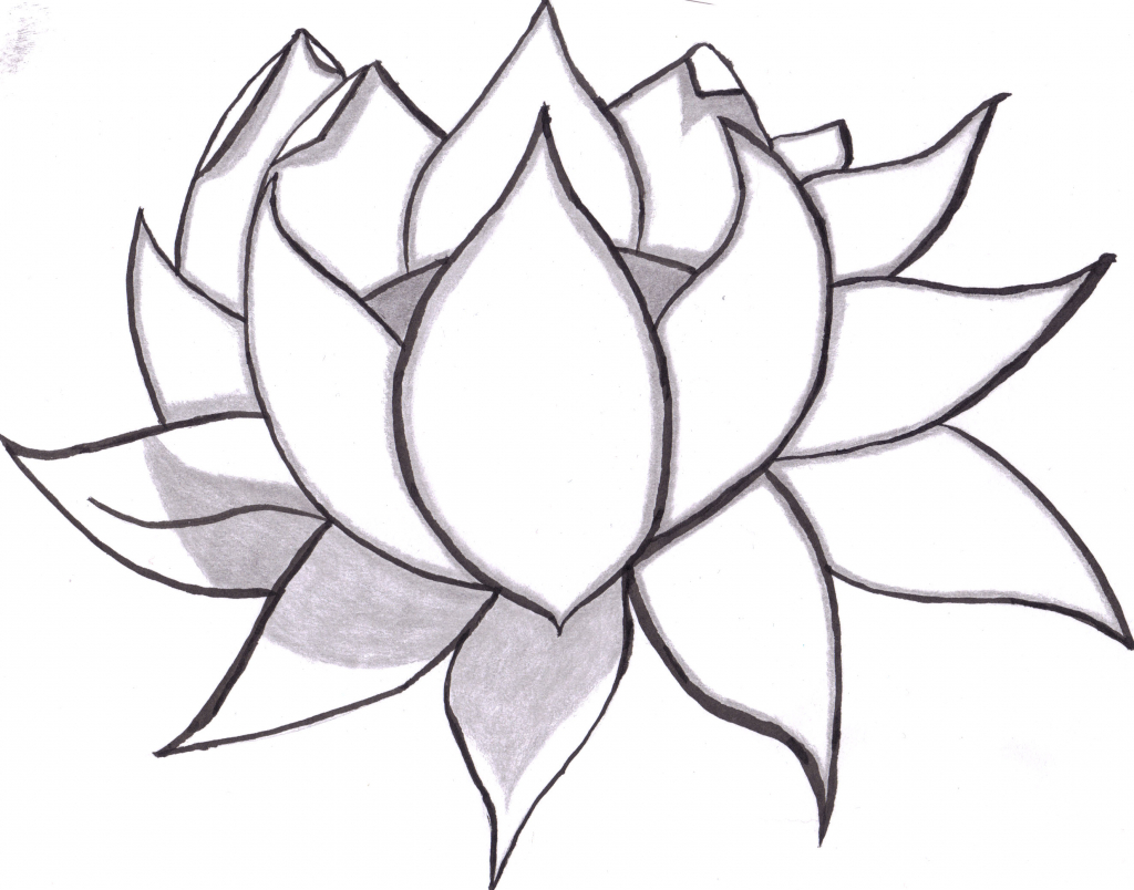 1024x804 Lotus Sketch Colourful Step By Step Drawing A Water Lily - Water Lily Sketch