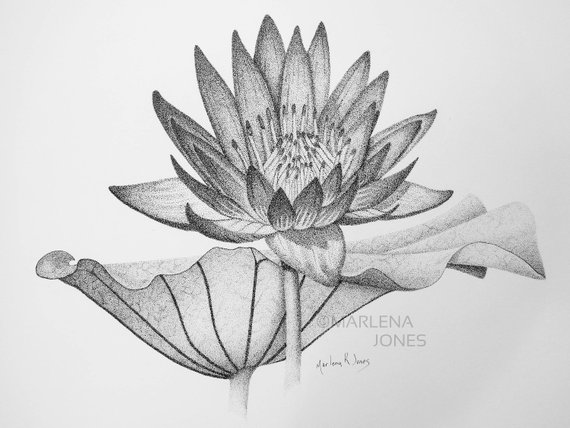 570x428 Stippling Drawing Of Water Lily Flower And Pad Original Design Etsy - Water Lily Sketch