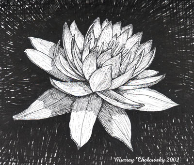400x341 Water Lilly - Water Lily Sketch