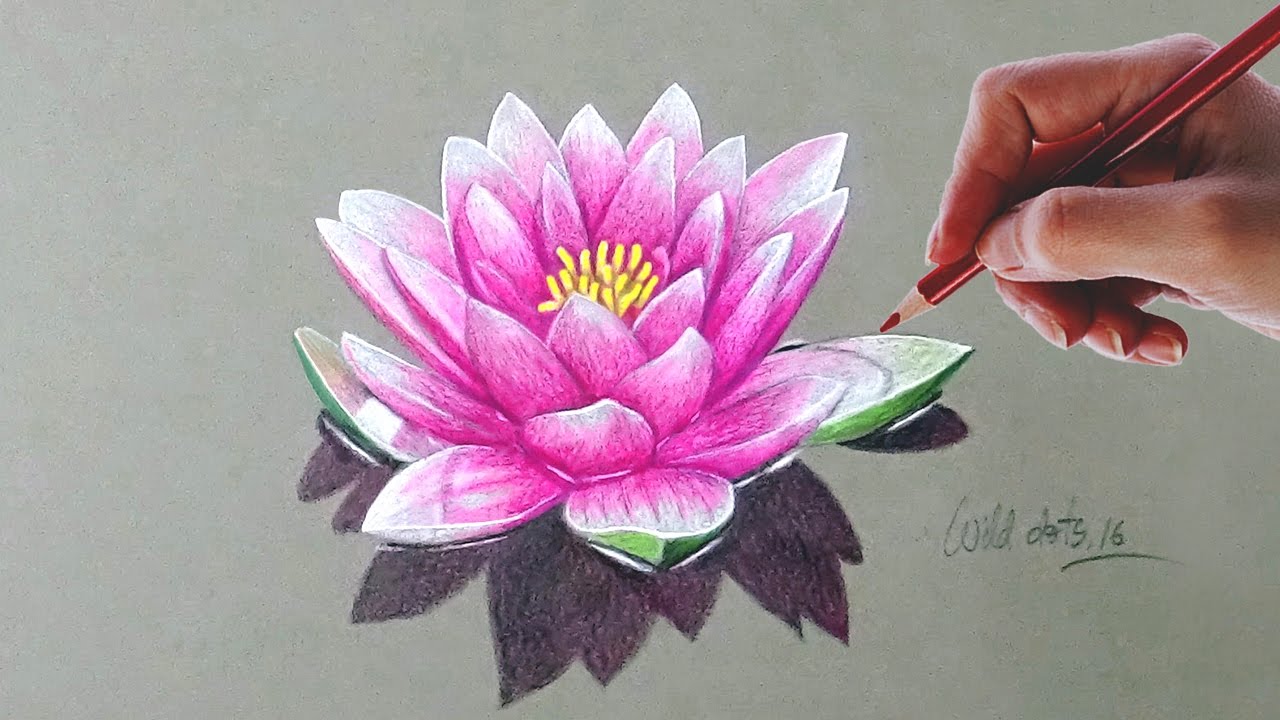 1280x720 Water Lily - Water Lily Sketch