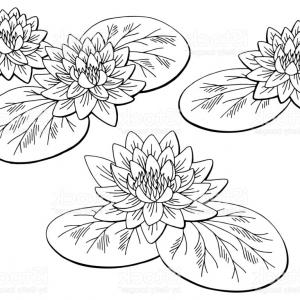 300x300 Water Lily Flower Graphic Black White Isolated Sketch Illustration - Water Lily Sketch