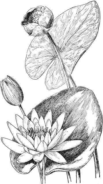 358x640 Water Lily And Yellow Pond Lily Clipart Etc - Water Lily Sketch