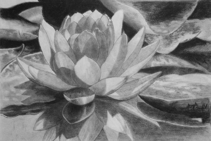 900x604 Water Lily By Mritunjay Singh - Water Lily Sketch