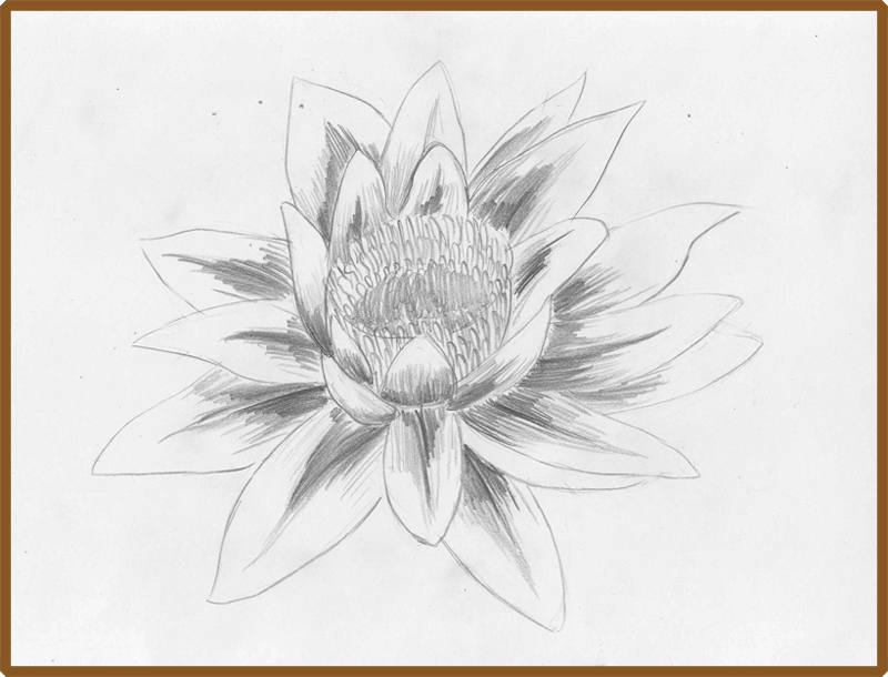 800x610 Weekly Doodles And Tuts How To Draw A Water Lily - Water Lily Sketch