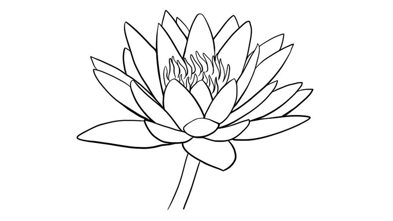 1280x720 How To Draw Water Lily Easily Step By Step - Water Lily Sketch