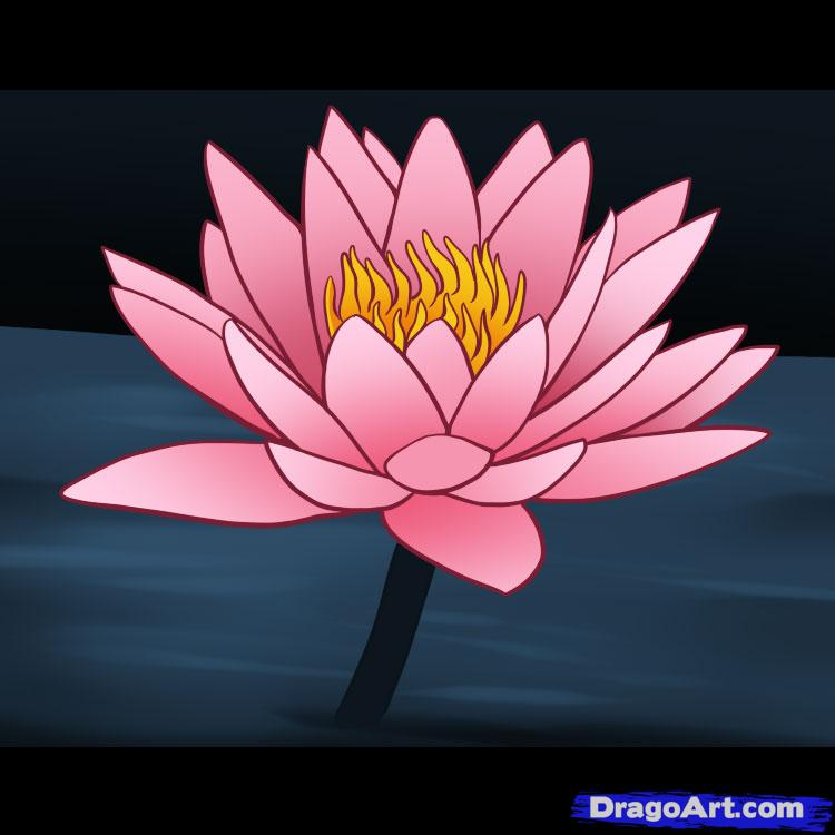 750x750 Drawn Plant Lilly Flower - Water Lily Sketch