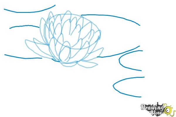 600x400 How To Draw A Lotus Flower, Water Lily - Water Lily Sketch