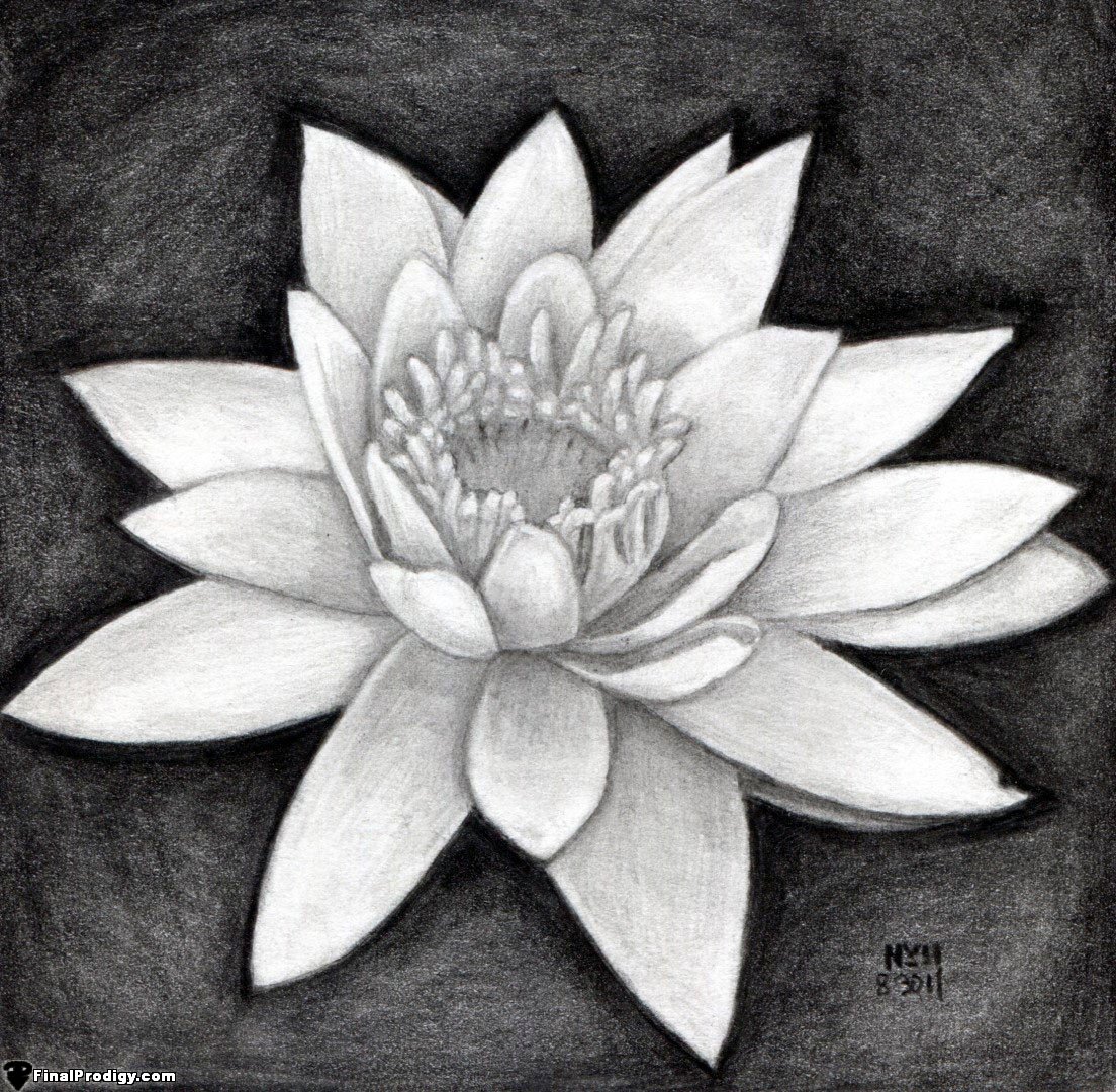 Water Lily Sketch at Explore collection of Water