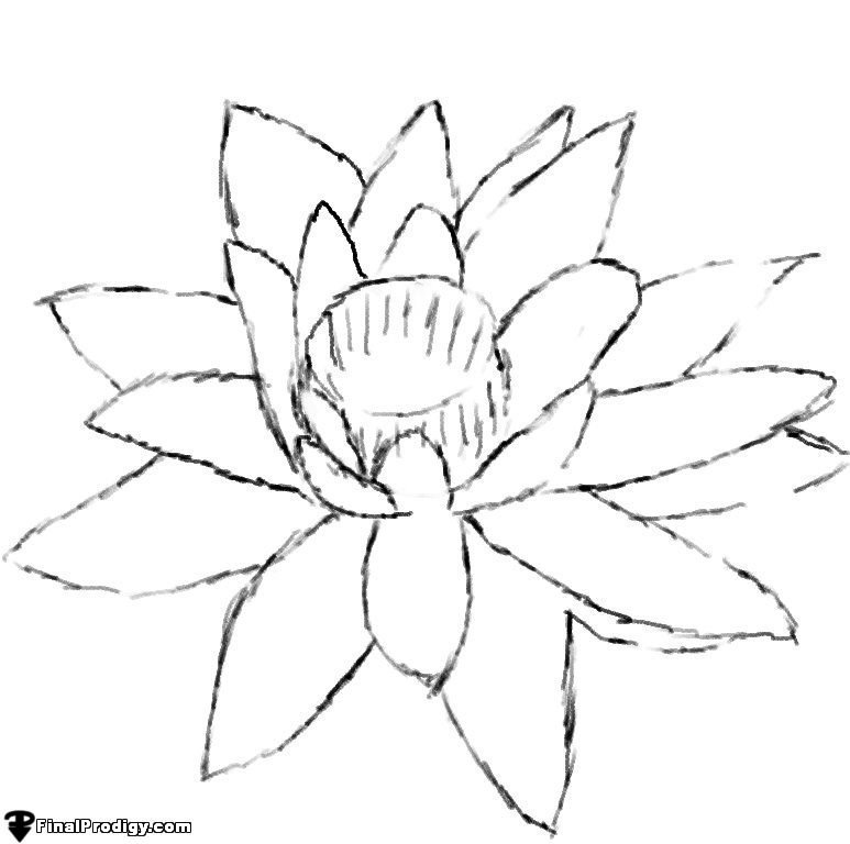 773x768 How To Draw A Water Lily - Water Lily Sketch