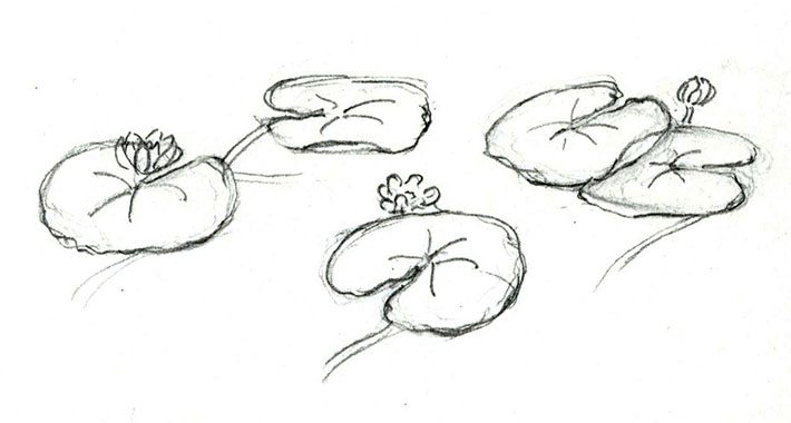 710x380 How To Draw And Paint Lovely Lily Pads - Water Lily Sketch