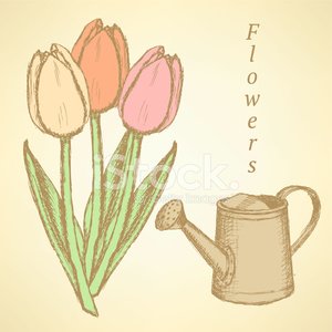 300x300 Sketch Tulip And Watering Can, Vector Background Stock Vectors - Watering Can Sketch