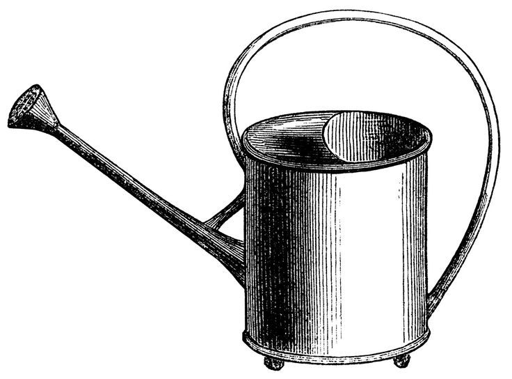 736x544 Watering Can Clipart Vintage - Watering Can Sketch
