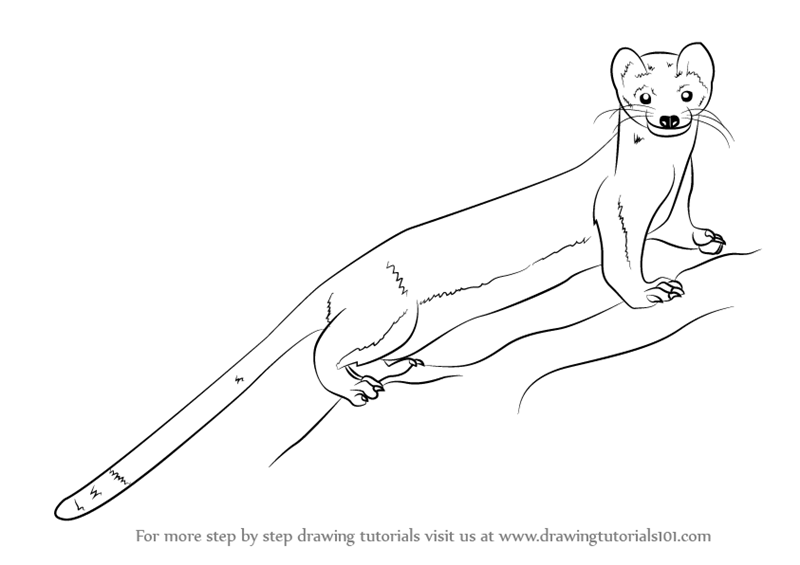 800x565 Learn How To Draw A Long Tailed Weasel (Other Animals) Step By - Weasel Sketch
