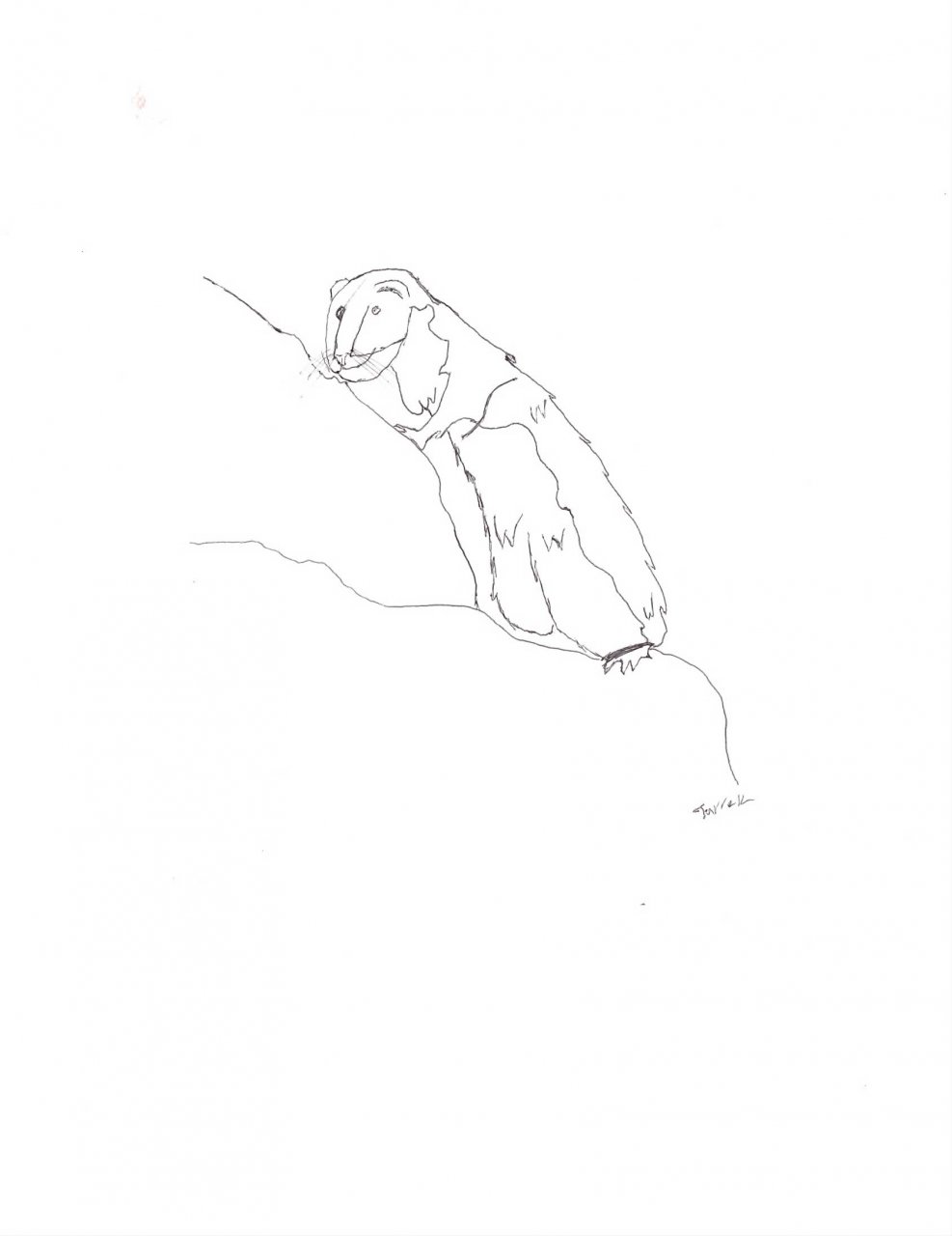 987x1280 Random Weasel Sketch By Darrenthefox - Weasel Sketch