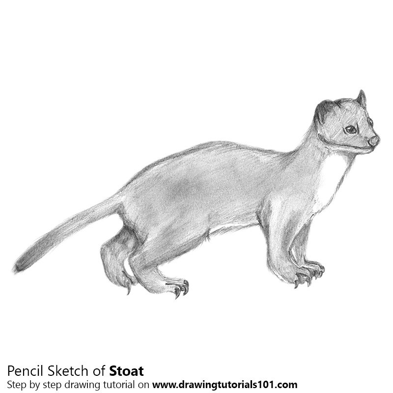 800x800 Short Tailed Weasel Pencil Drawing - Weasel Sketch