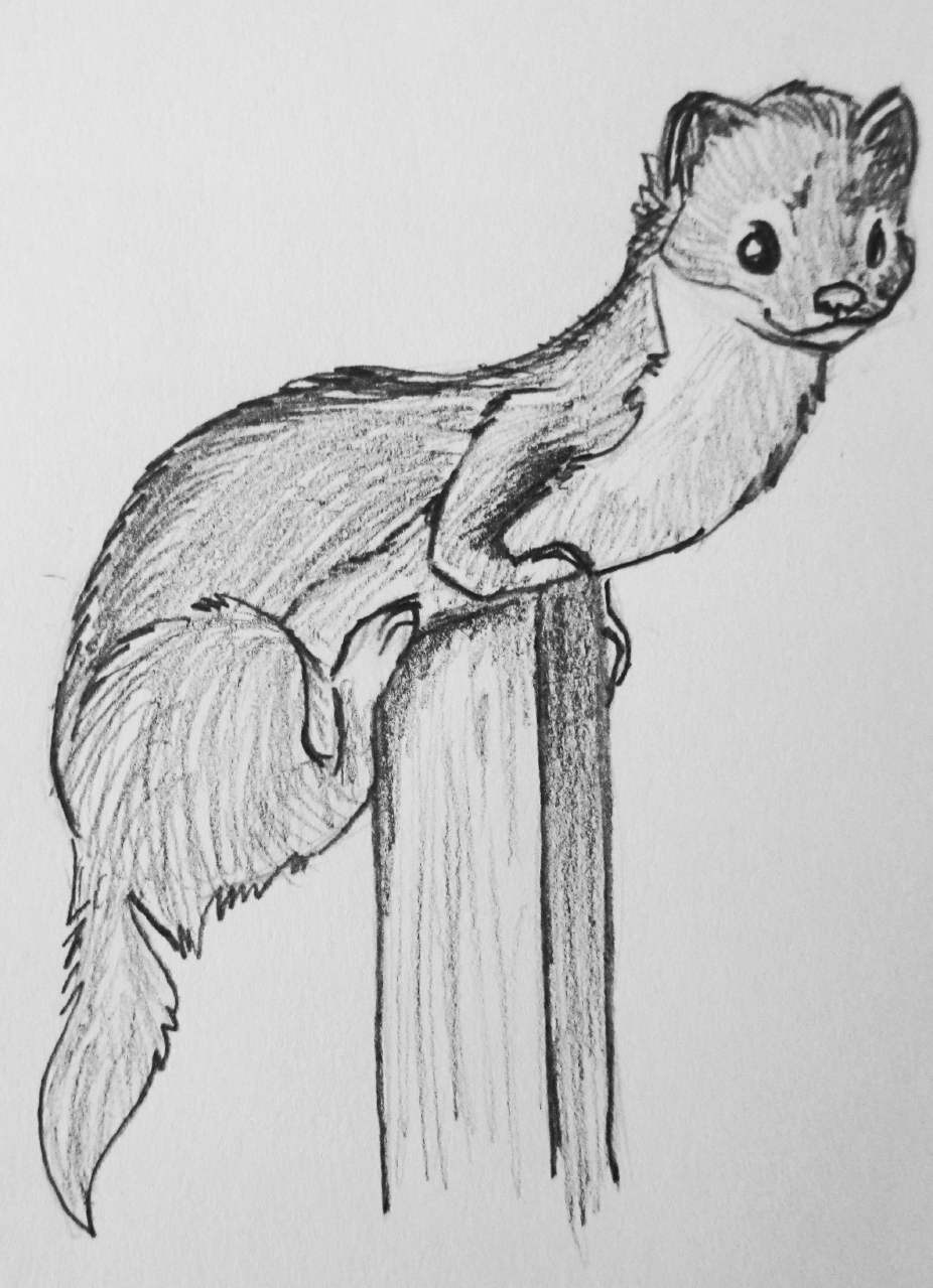 926x1279 Weasel In Pencil By Peppernivalis - Weasel Sketch