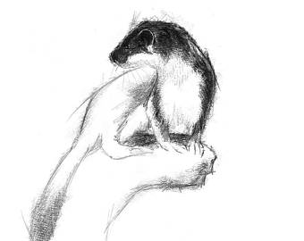340x270 Weasel Sketch Etsy - Weasel Sketch