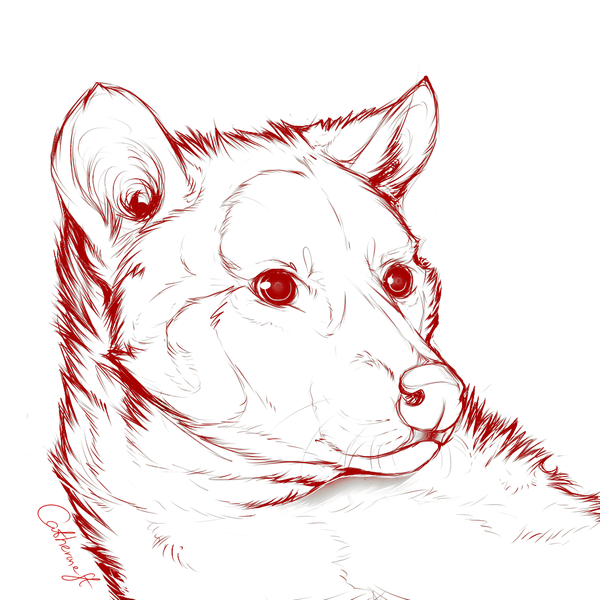 600x600 Weasel Sketch By Catherinest - Weasel Sketch