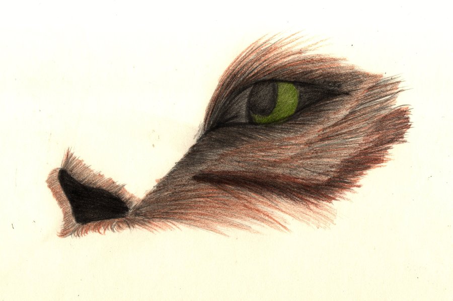 900x598 Weasel Sketch Eye By Nitsukiaoi - Weasel Sketch