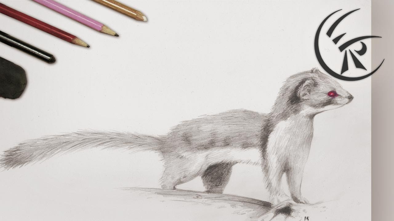 Weasel Sketch at PaintingValley.com | Explore collection of Weasel Sketch